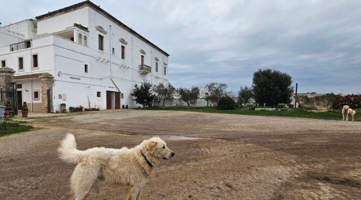 Welcome to Puglia, land rich in history and traditions, and to discover the fortified farms of the 800 in ebike of the Agro Gioiese born as tangible evidence of a fascinating past.