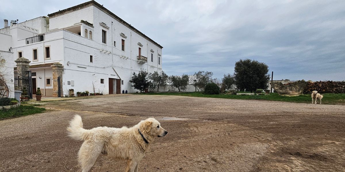 Welcome to Puglia, land rich in history and traditions, and to discover the fortified farms of the 800 in ebike of the Agro Gioiese born as tangible evidence of a fascinating past.