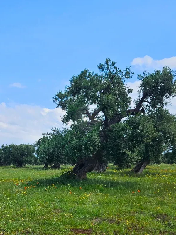 Olive trees and dry stone walls along a peaceful cycling path in Monopoli