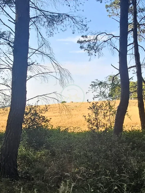 Mercadante Forest eBike Tour: Shady Trails & Picnic Experience