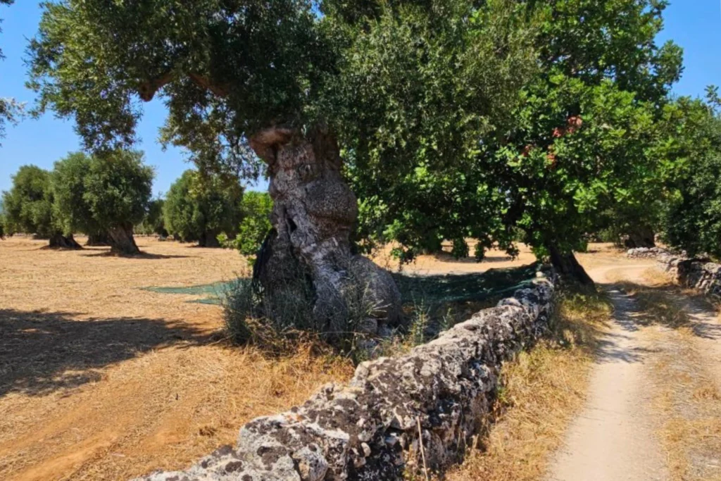 Ancient trees, endless lines.