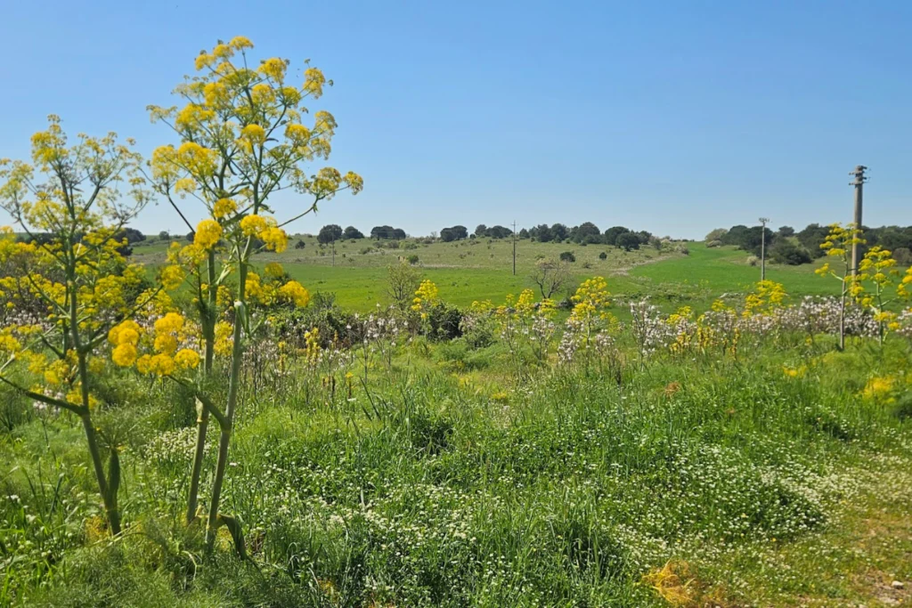The other side of Puglia.