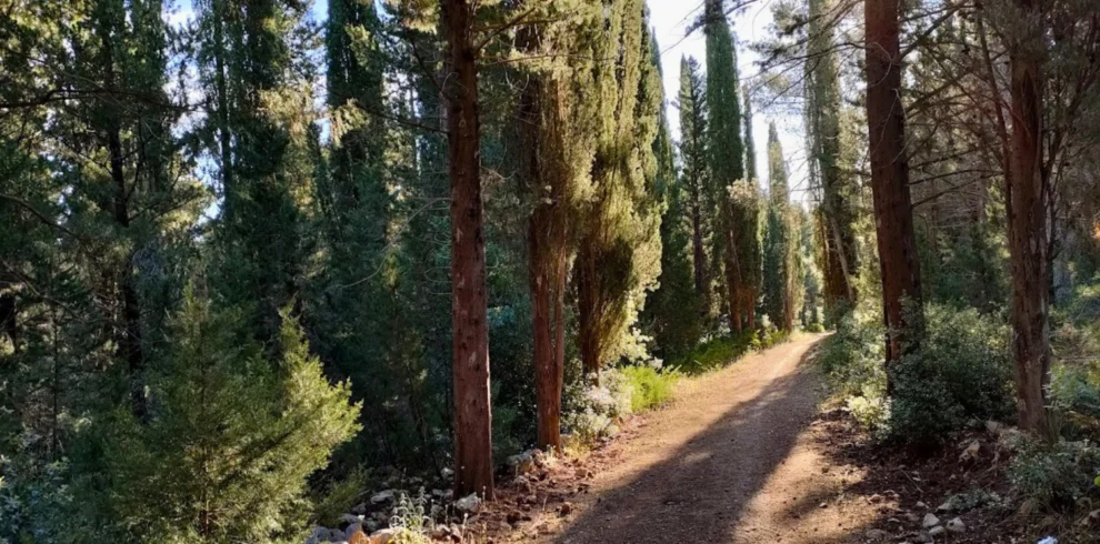 Ride through the Mercadante forest, where Puglia turns green. Shaded paths, fresh air and quiet trails inside the Alta Murgia landscape.