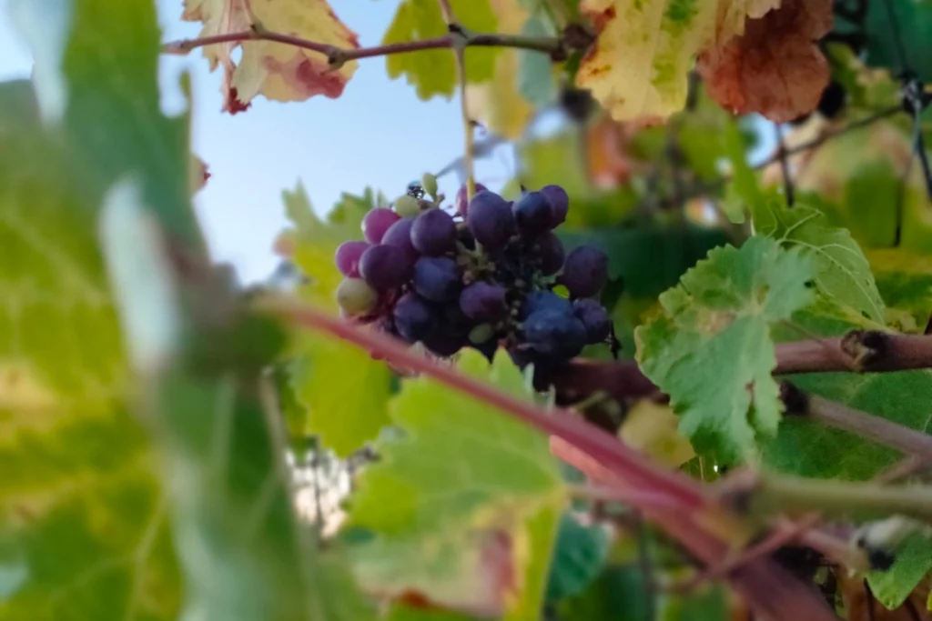 Not a wine tasting. A ride into its origin.