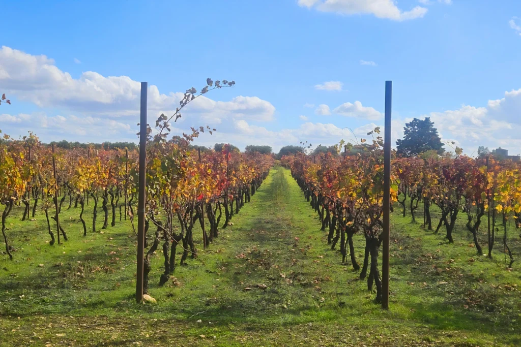 primitivo vineyard ebike tour