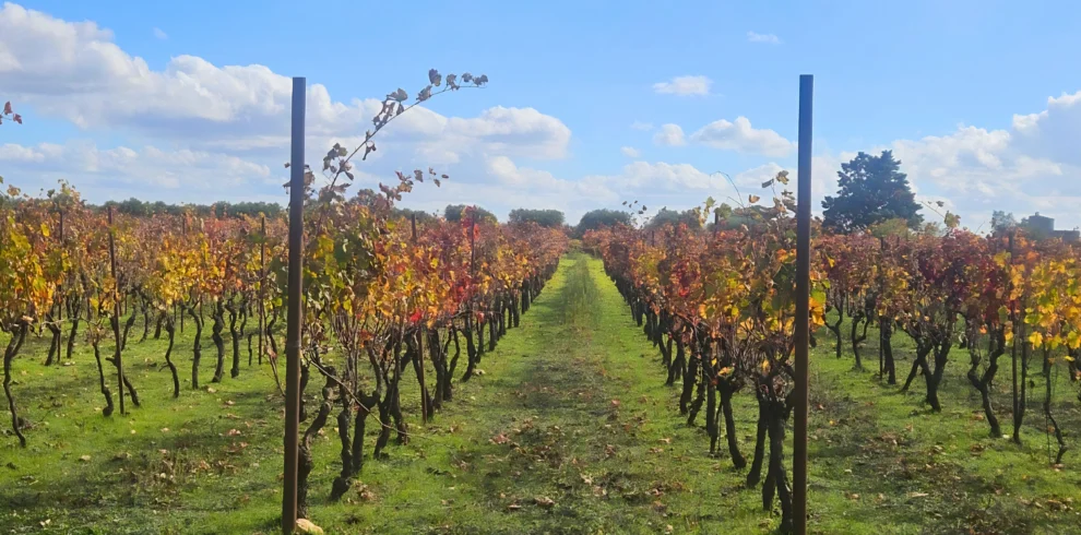 primitivo vineyard ebike tour